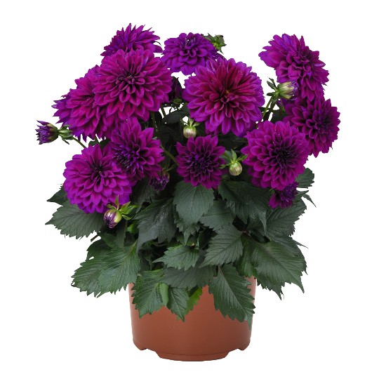 Hypnotica® Purple