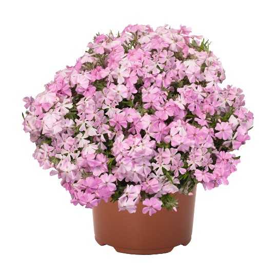 Spring� Soft Pink