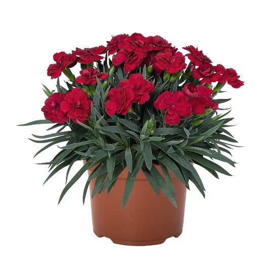 Peman Red