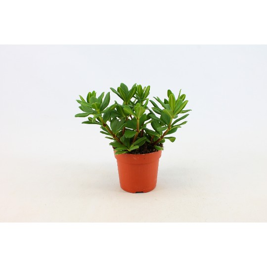 Peperomia Mojo