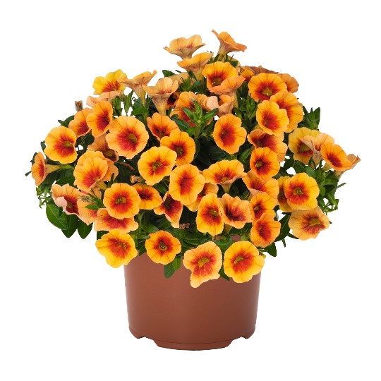 Aloha Nani Mango Tango 2021
