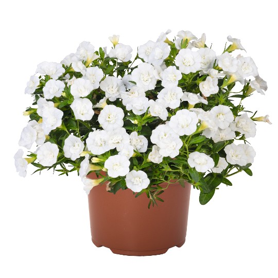 Aloha Double White