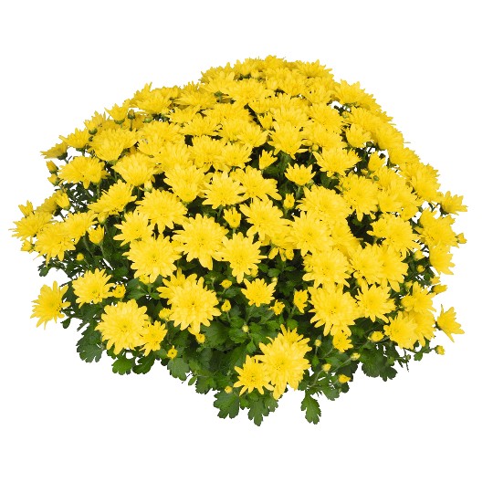 Homerun Yellow Impr