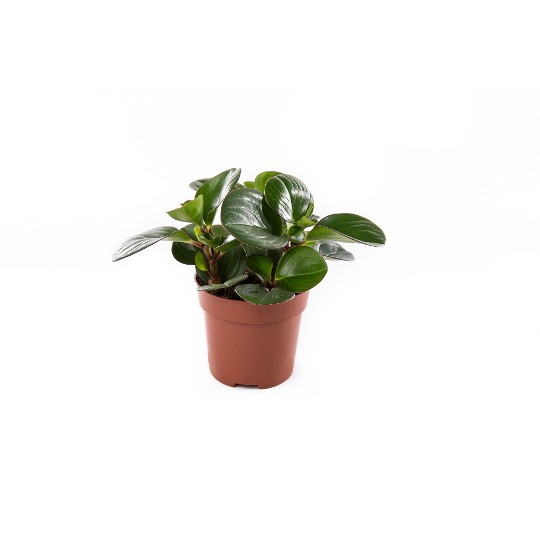 Peperomia Obtipan Emerald Isle