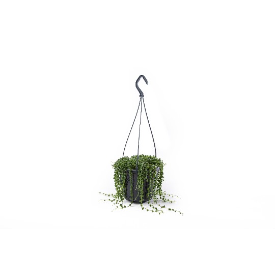 Senecio String of Pearls