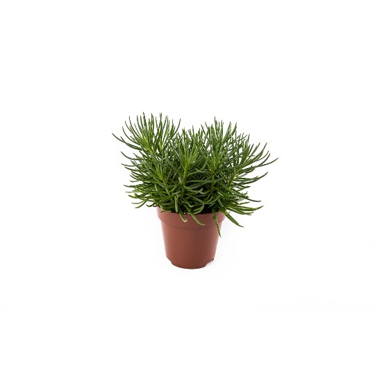 Senecio Himalaya