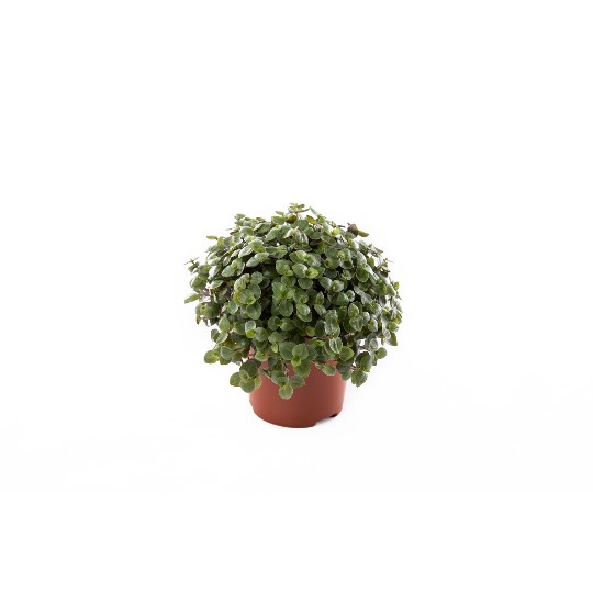 Tradescantia Tortuga