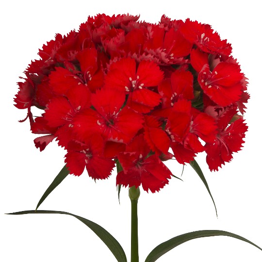 Barberatus Rouge