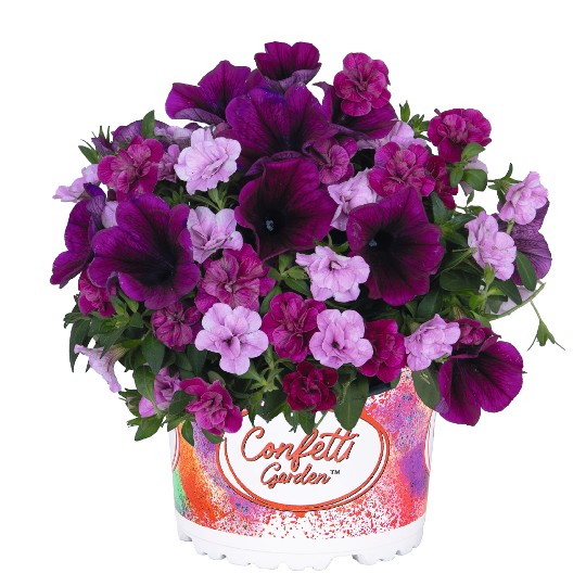 Confetti Garden® Speedy Pink
