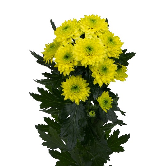 Jamaica