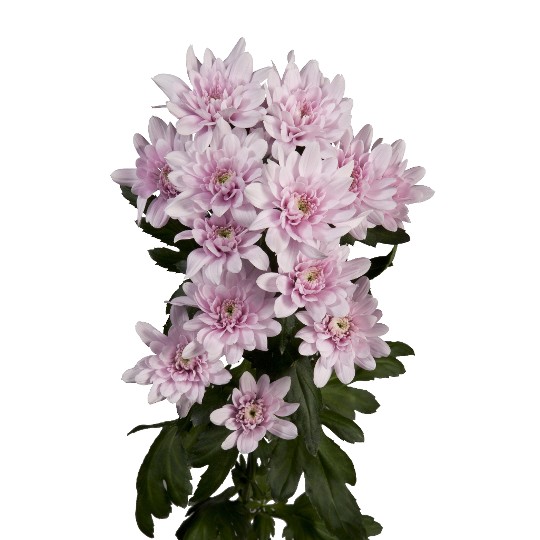 Viola