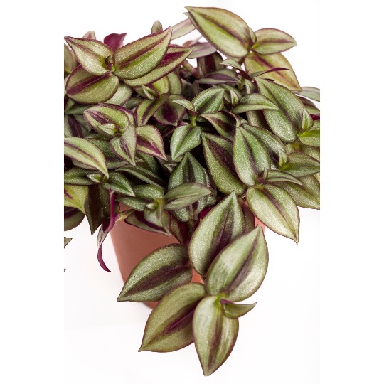 Tradescantia Zebrina