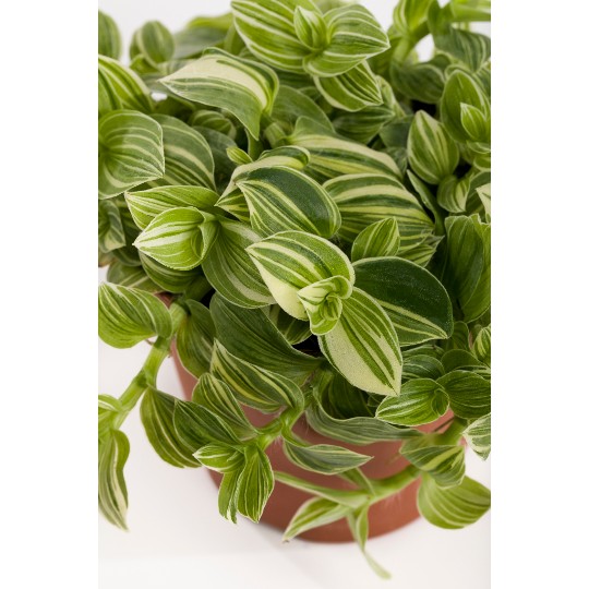 Tradescantia Sanna