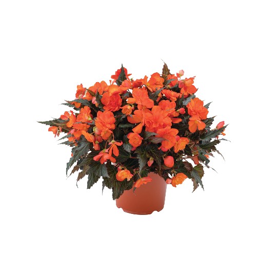 I'CONIA® Portofino Orange