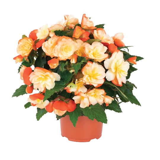 I'CONIA® Scentiment Peachy Keen