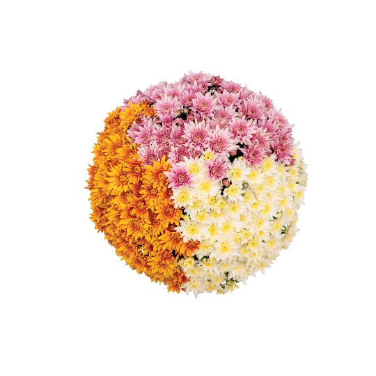 Confetti Garden Mays