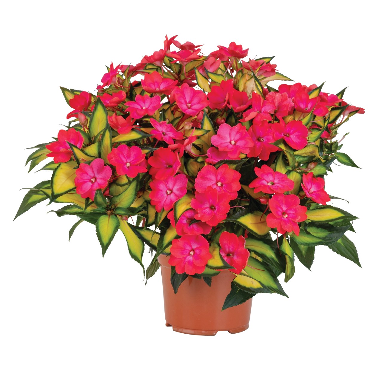 SunStanding® Jazzy Coral - Products - Dümmen Orange