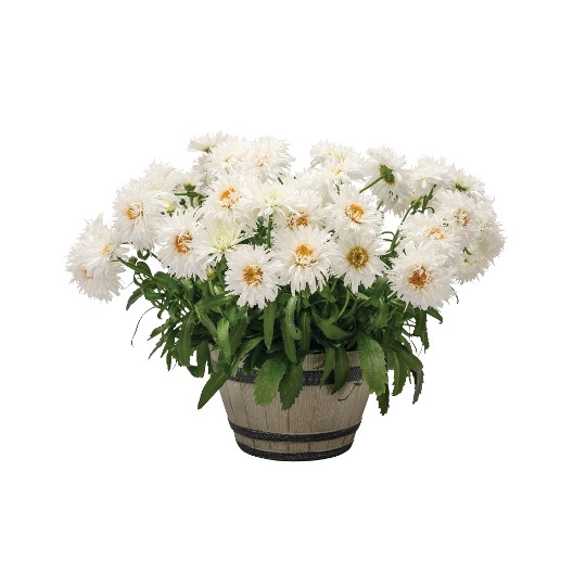 Sweet Daisy® Rebecca