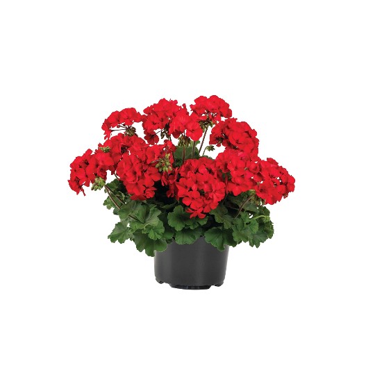 Sarita® Dark Red