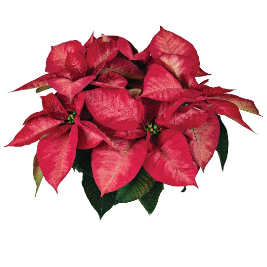 Tidings Dark Pink