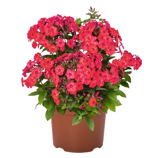 paniculata Flame® Watermelon