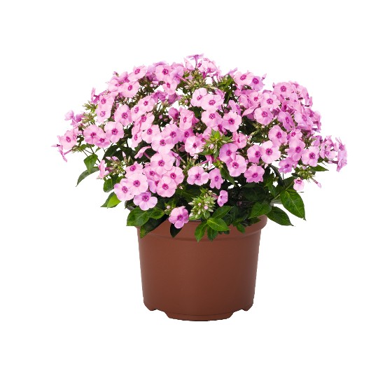paniculata Flame® Pro Pink Pop