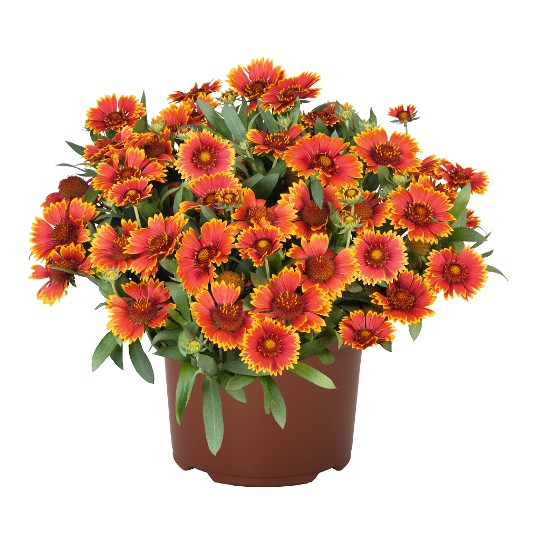 SpinTop® Orange Halo