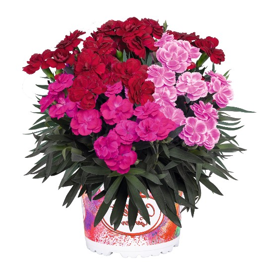 Confetti Garden® Wild Panther