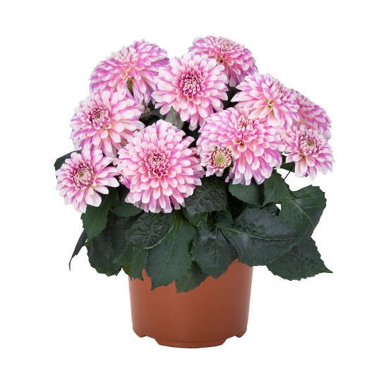 Hypnotica® Rose Swirl