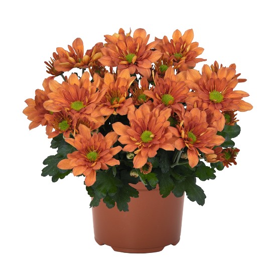 Breeze Tangerine