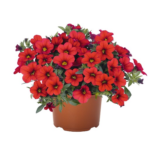Aloha Nani Fire Red
