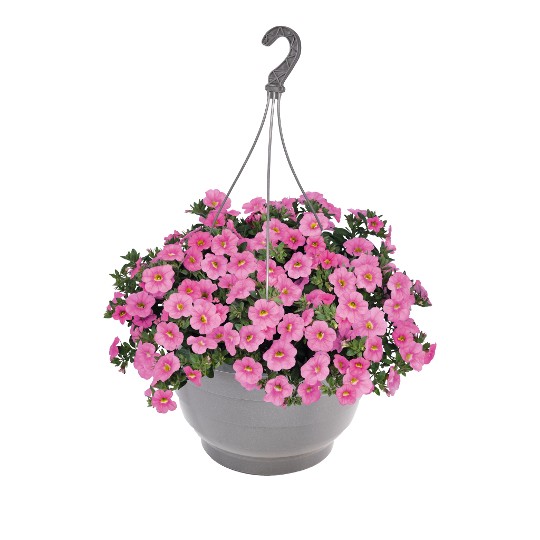 Aloha Kona Soft Pink