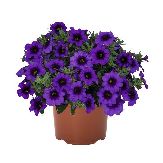 Bloomtastic Purple