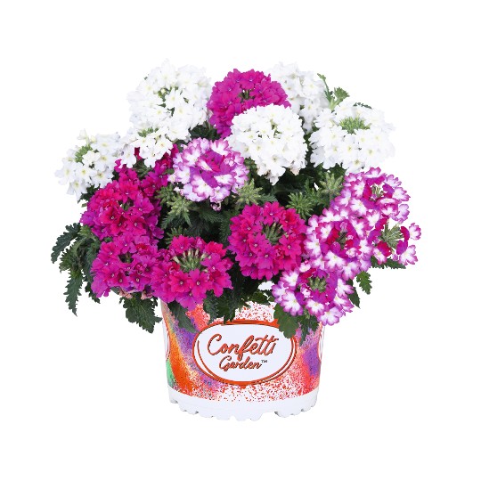 Confetti Garden® Linda Girly