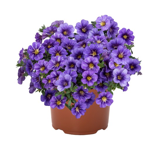 Rainbow® Bermuda Blue
