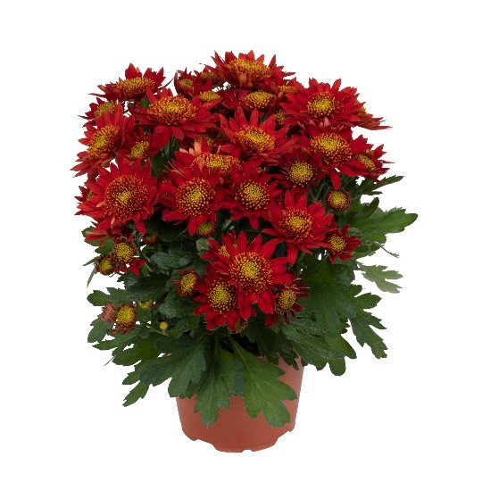 Suntaste Red