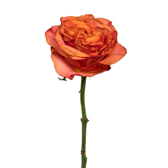 Funky Orange+