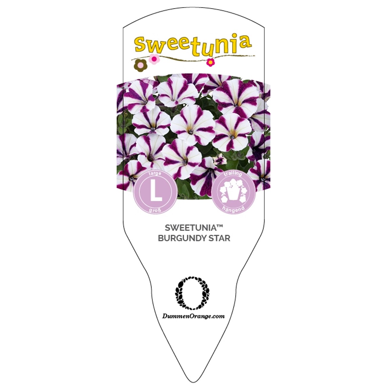 Tag Sweetunia™Burgundy Star