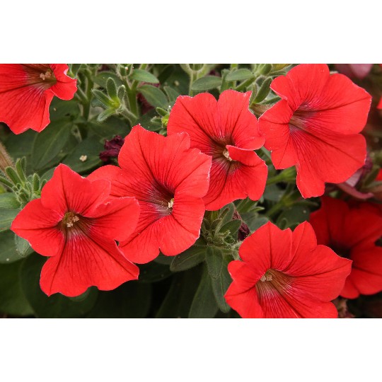 Potunia® + Red 2024 (Intrinsa)