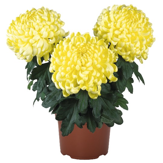 Cosmo Yellow
