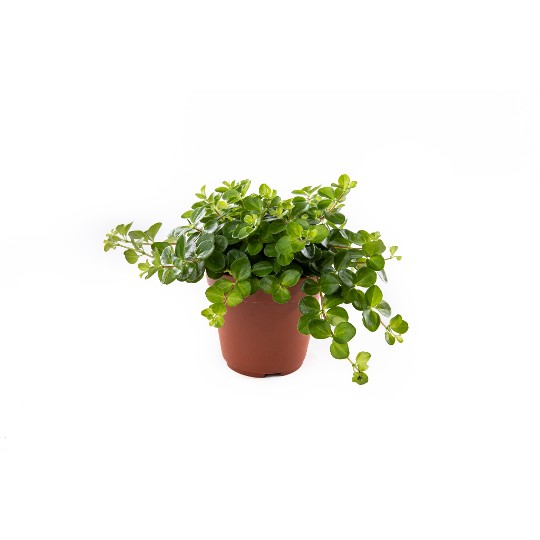 Peperomia rotundifolia Jitterbug
