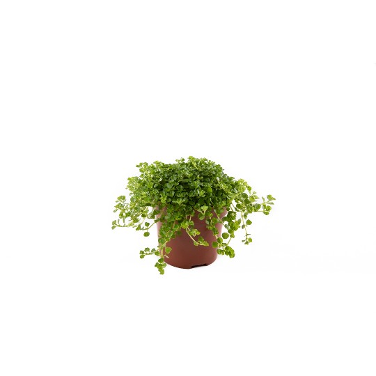 Pilea depressa Pantano