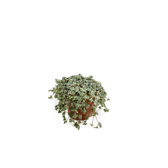 Pilea glauca Mystifall
