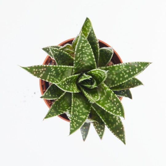 Gasteria Royal Wolfgang