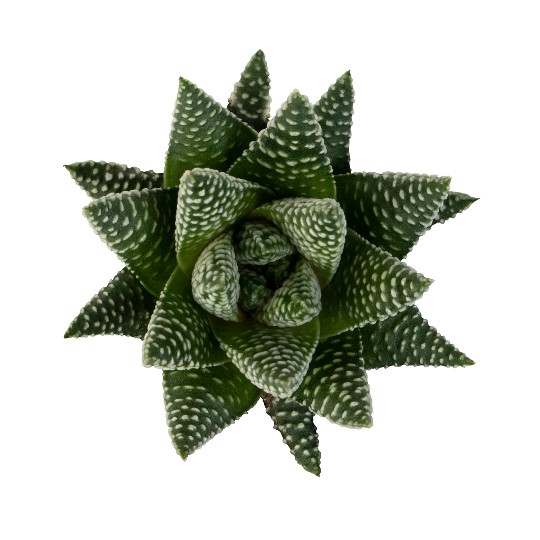 Haworthia Royal Albert