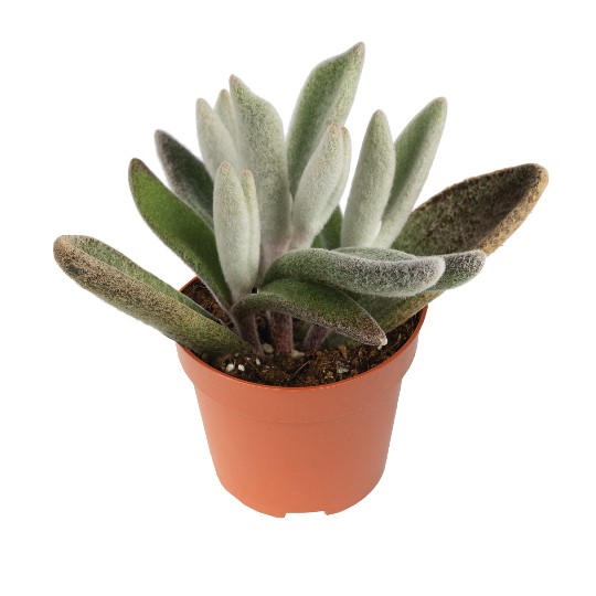 Kalanchoe Polar Bear