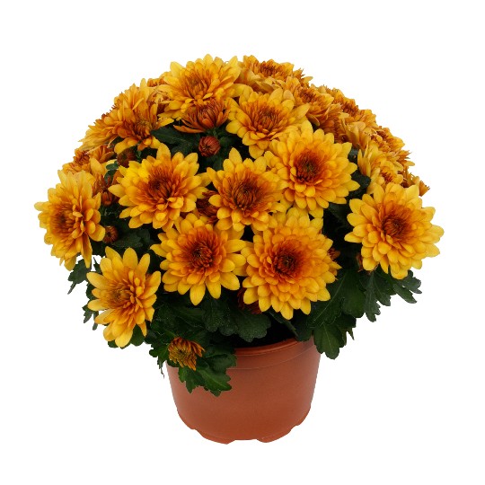 Chrystal Marigold