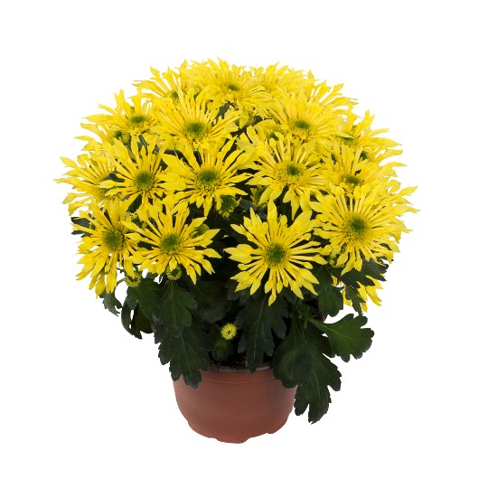 Splash Intense Yellow