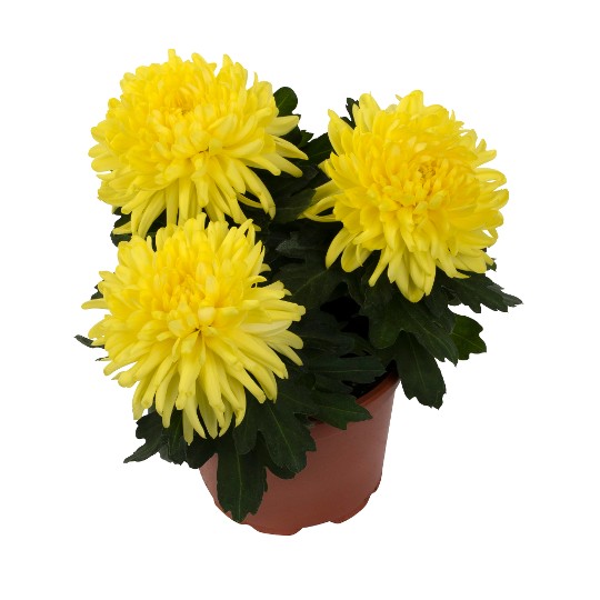 Cosmo Compact Yellow