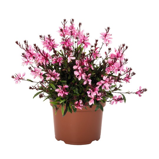 Graceful Pink